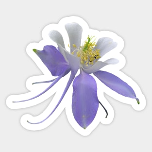 Colorado Blue Columbine Sticker